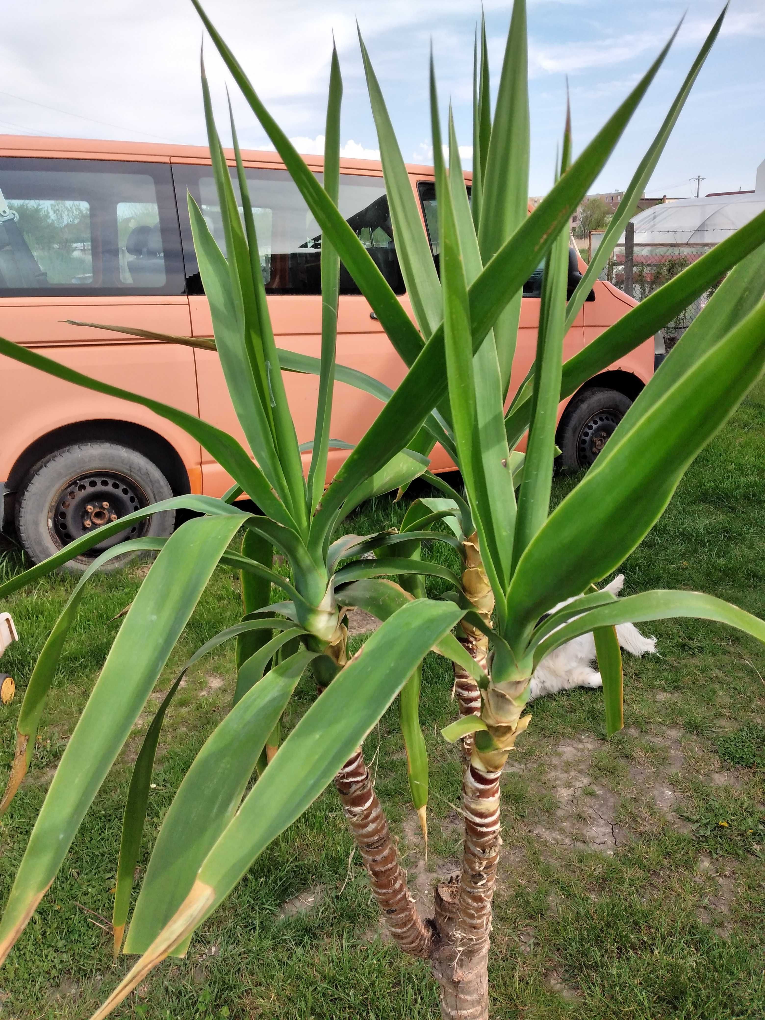 vand planta Yucca