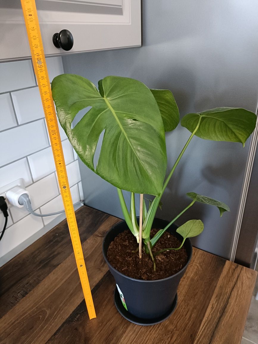 Planta verde Alocasia Monstera 60 cm