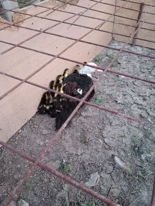 Индаута сатылады