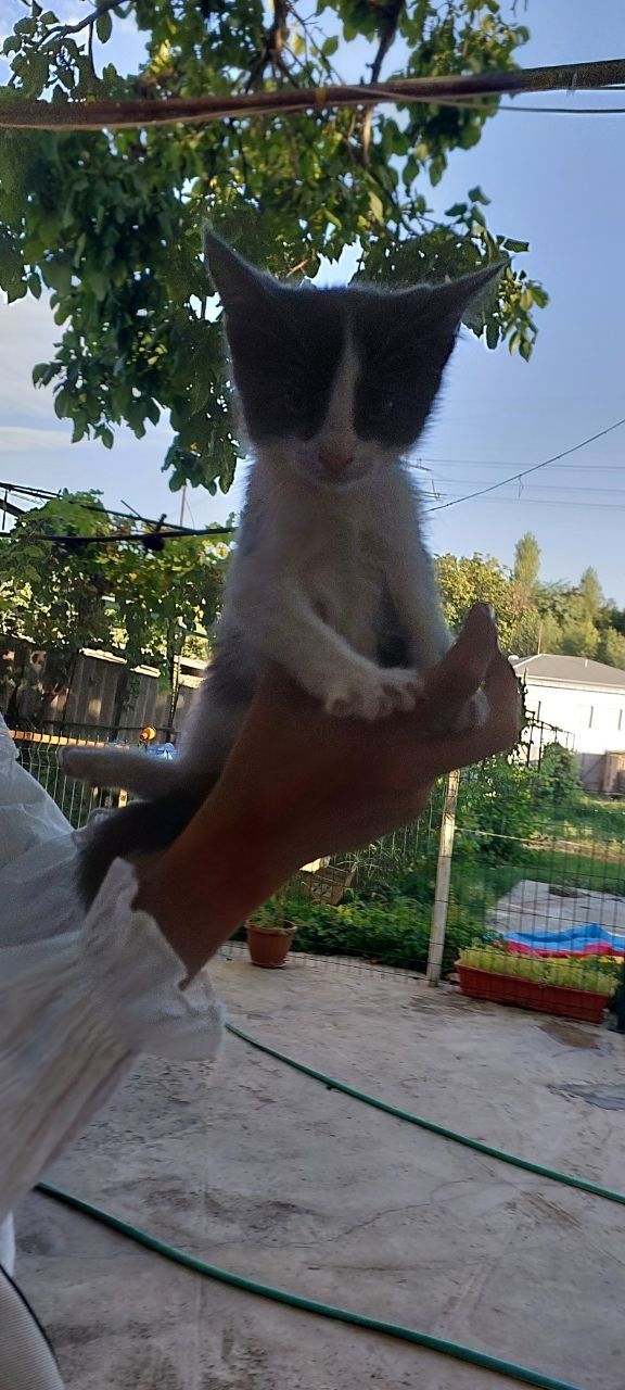 Отдам котят в добрые руки