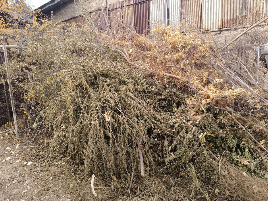 Ветки дерево отын бесплатно