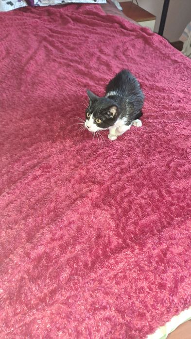 Подарявам коте на 2 месеца женско