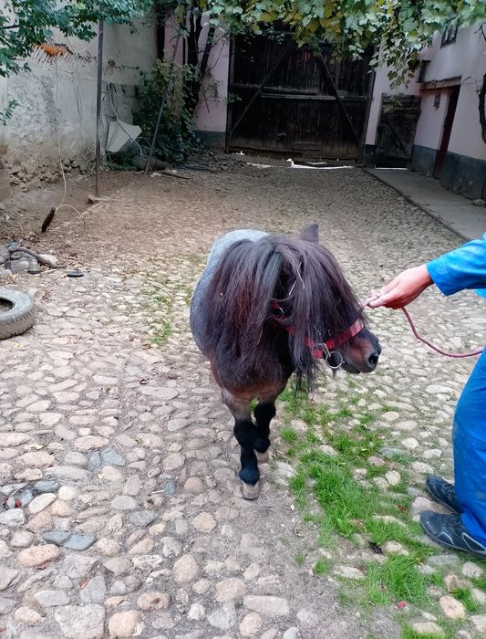 Armăsar ponei talie mica