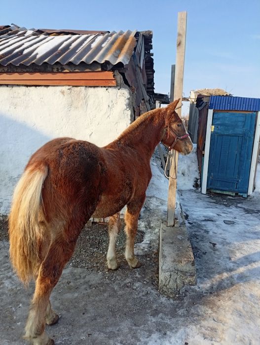 Тяж 7месяцев в акколе цена договорная