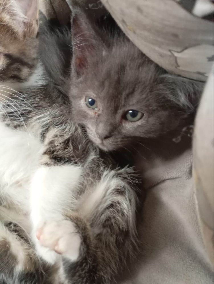Отдам котят в добрые руки