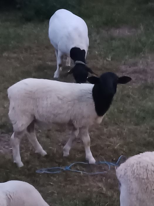 Berbec și berbecuți Dorper de vinzare