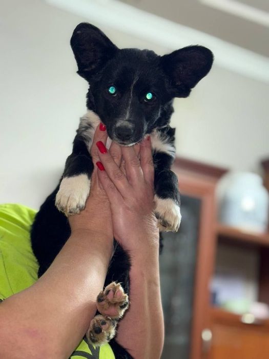 Щенок девочка помесь Корги в добрые руки.