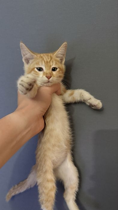 Котенок в добрые руки