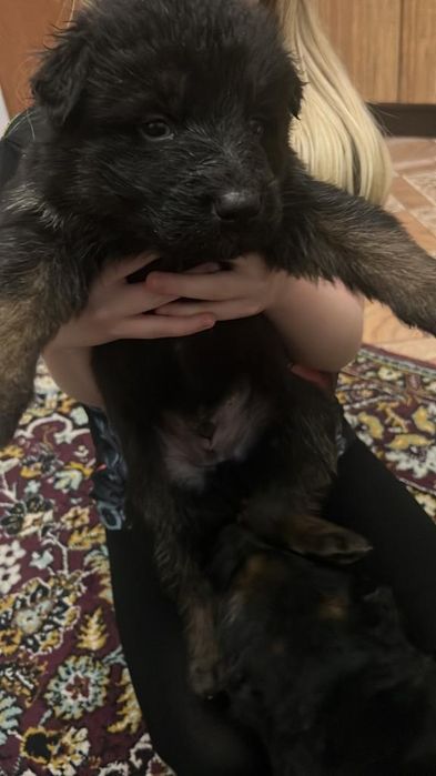 Продаются щенки немецкой овчарки