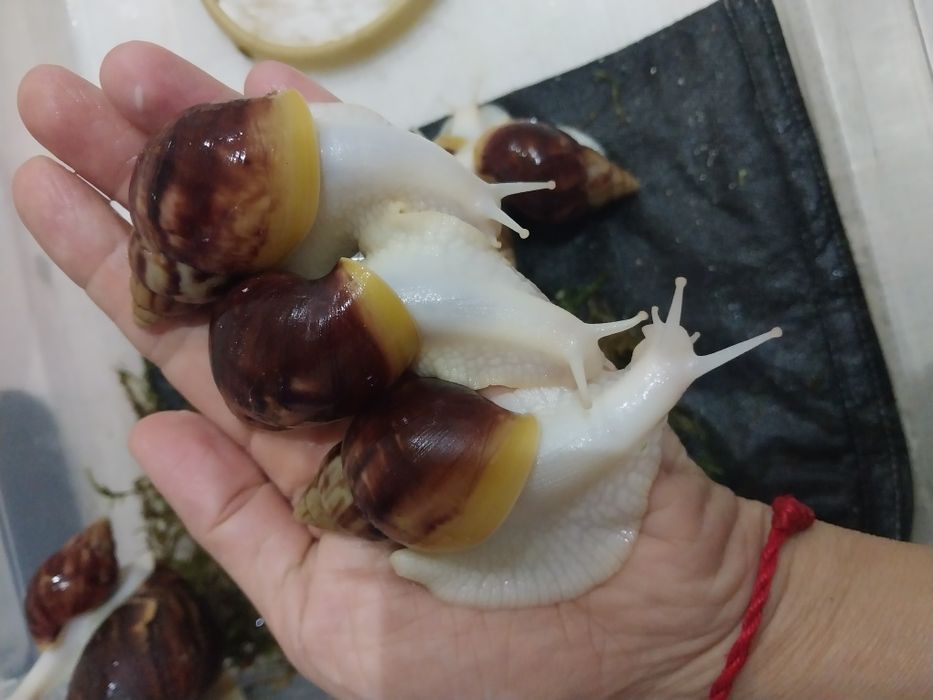 Улитки ахатины альбино и стандарт