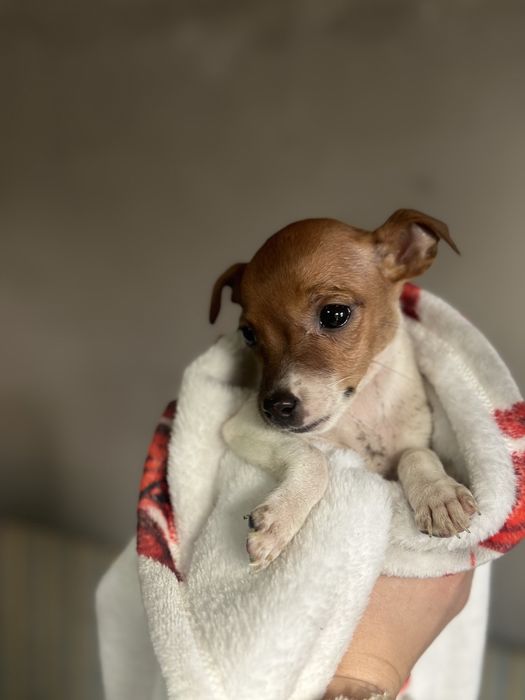 Джек рассел чистокровные без документов