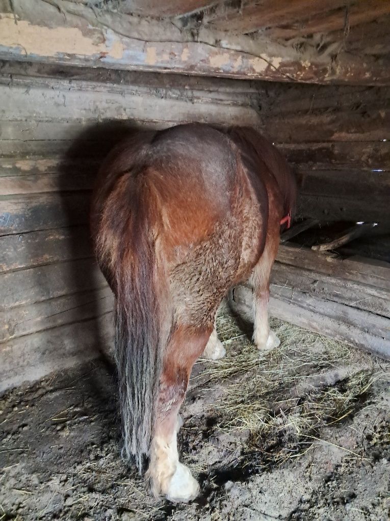 Vand 2 manzii unu castrat de 3 ani și un Armasar de 2 ani