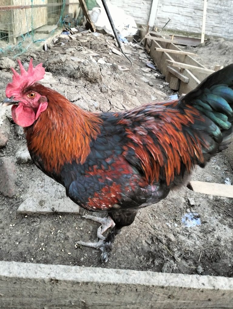 Cocosi Marans 4.5 luni