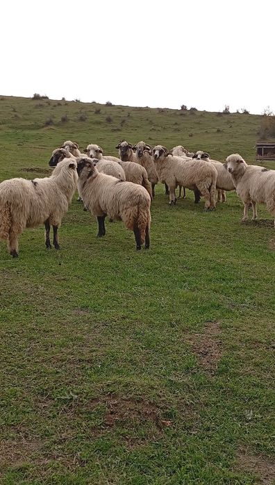 Oi de vânzare(10 oi și un berbec)
