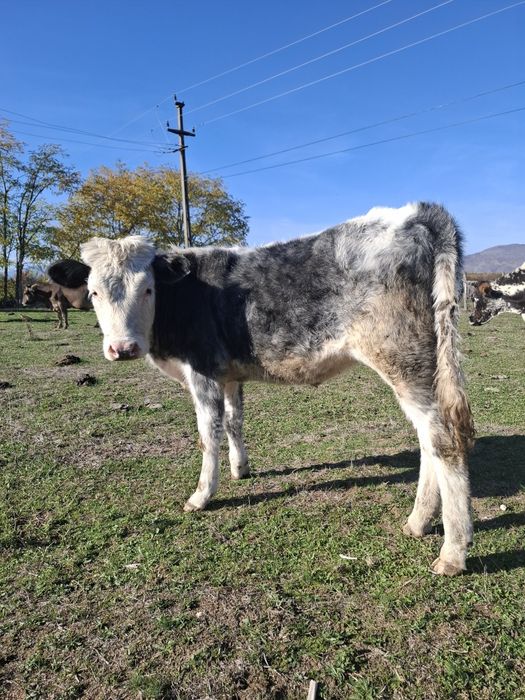 Vaca și vitea de vânzare