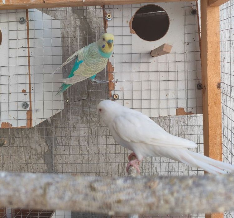 Valnistiy 2 para 250min