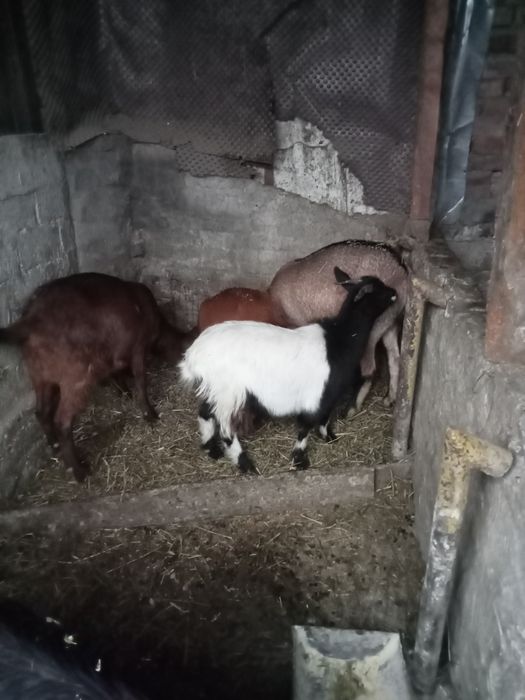 Vând sau schimb cu cereale porumb grâu