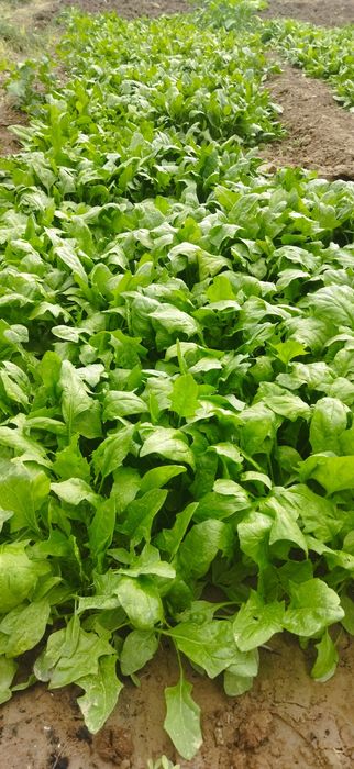 Ismaloqlar bor issiqhonada yetishtirilgan.