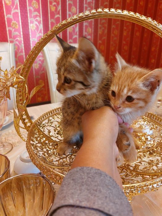 Отдаются милые котята