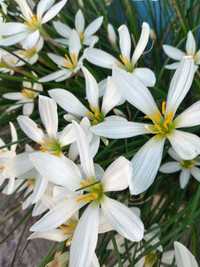Зефирантес белый высокосортный домашнее растение