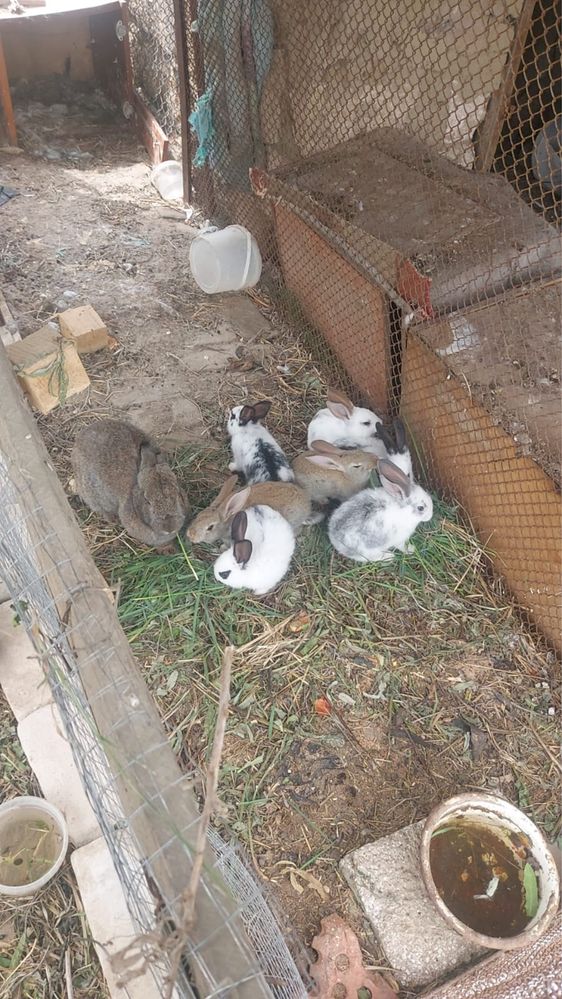 Продам кроликов  по 3000 т каждый