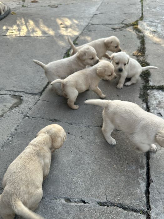 Щенки лобладоры чистокровные