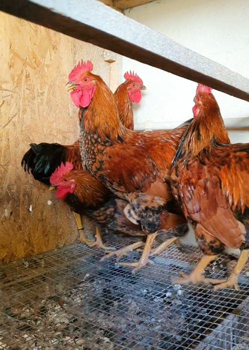 Кучин сицевый әтештері