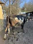 Vaca cu vitel