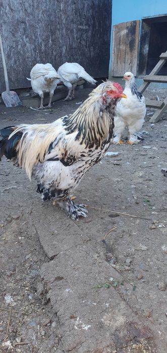 Cocos incaltat motat barbos!