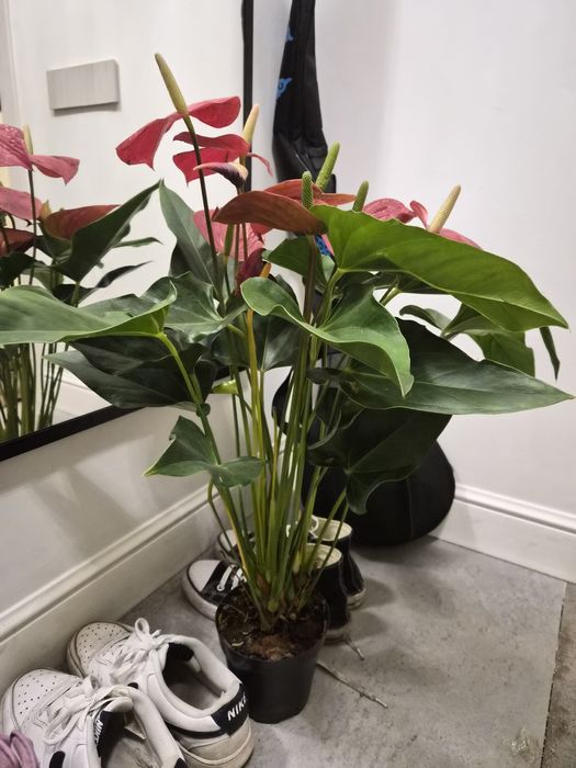 Комнатное растение антуриум гигант