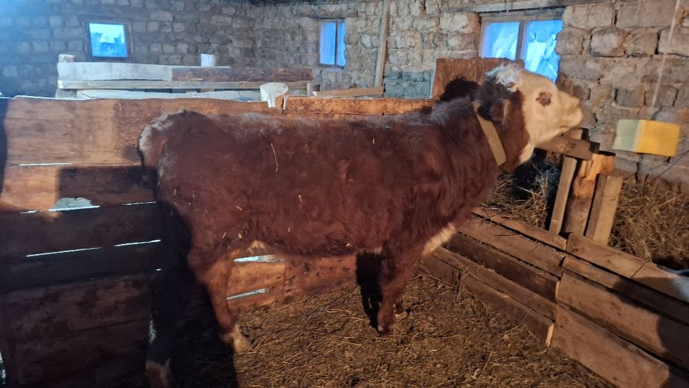 Подсос сатылады.Жемде тұр