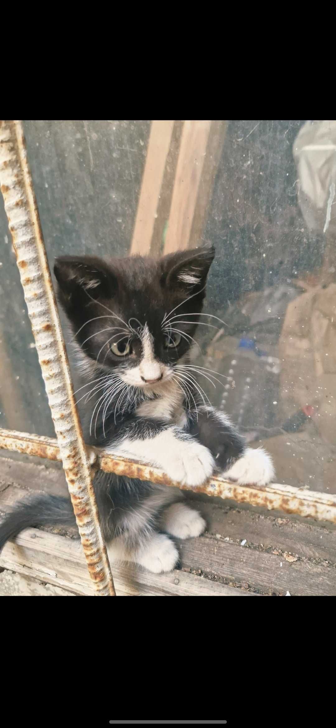 Котятки ждут своих хозяев