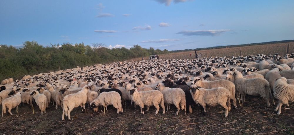 Vând  oi  țurcane