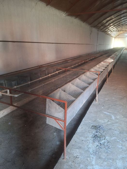 Quyon setka kormushka bolaxonasi bilan