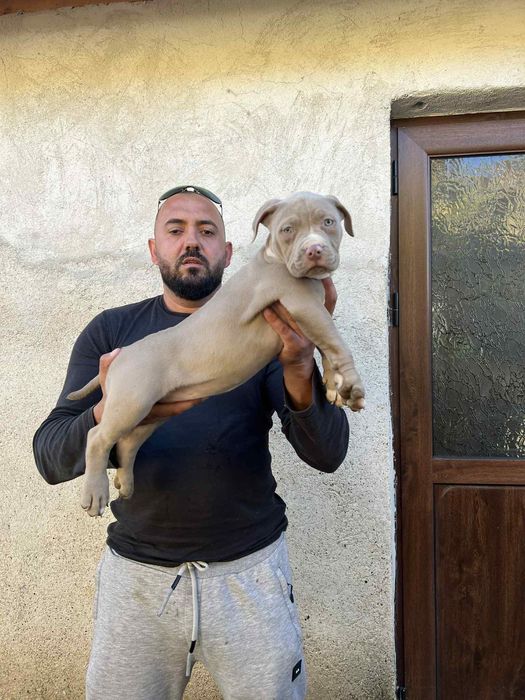 Американсо були хл