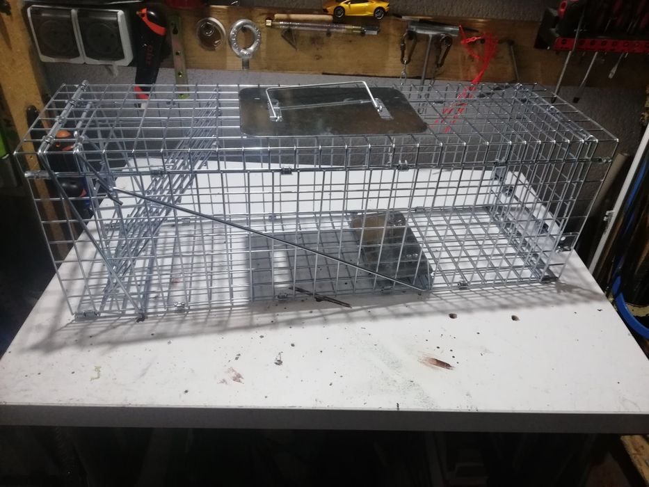 Capcana animale dăunătoare (dihori, șobolani, veverițe, pisici)