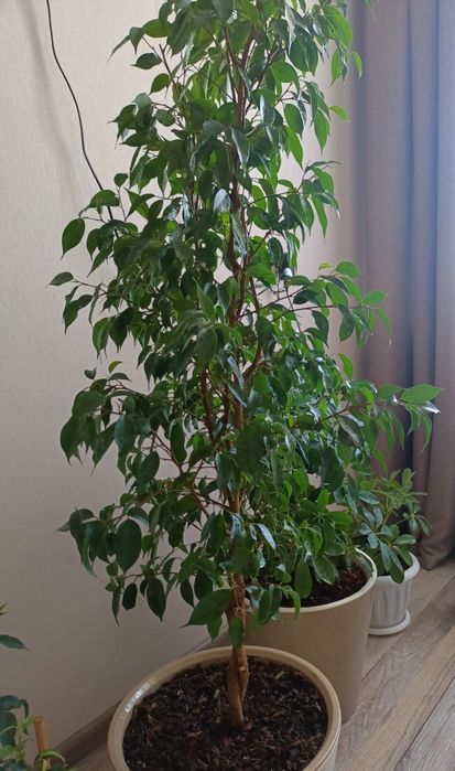 Комнатные растения