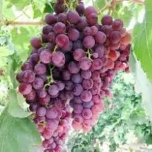 Vita de vie nobila ( Roze )