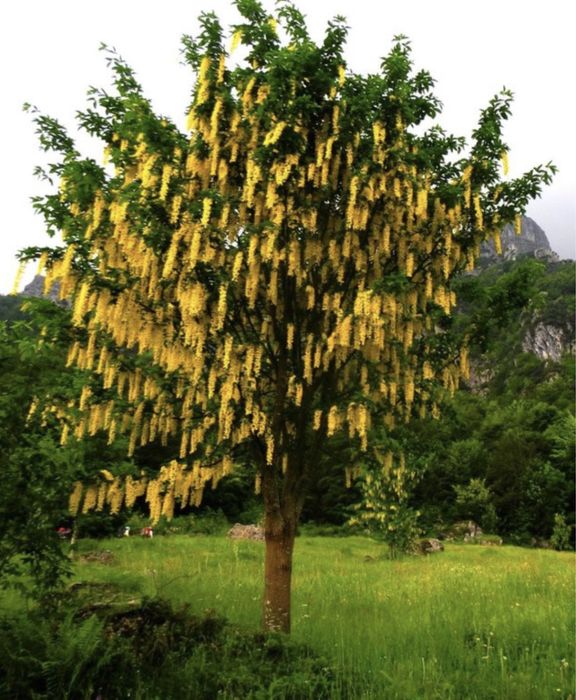 Salcam galben si salcam roz