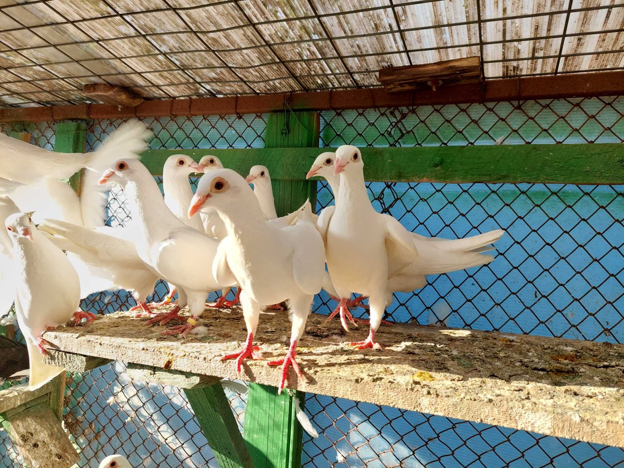 Porumbei voiajori albi de vanzare