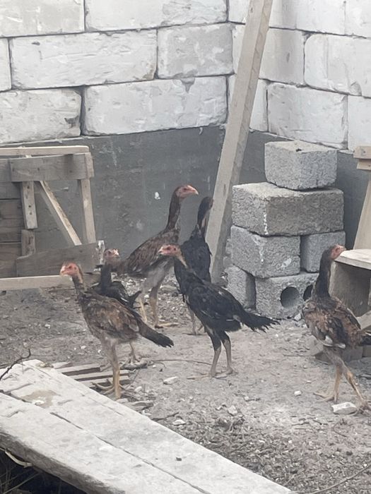 Dakan xoroz touq jojala sotiladi