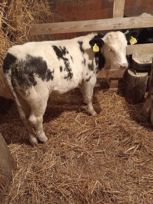 Vând doi viței belgieni