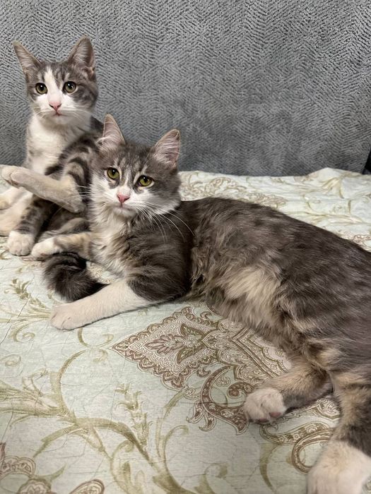 Отдам домашних котят даром в хорошие руки