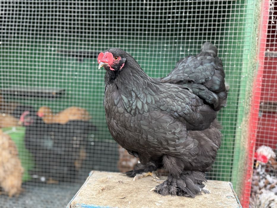 Familie brahma negre 2025