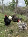 Cochinchina pitic