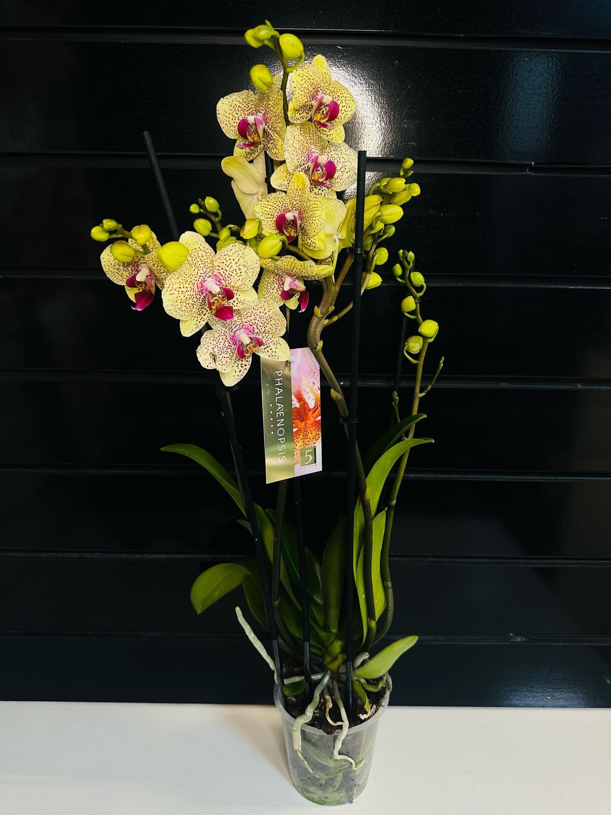 Шикарные сортовые орхидеи