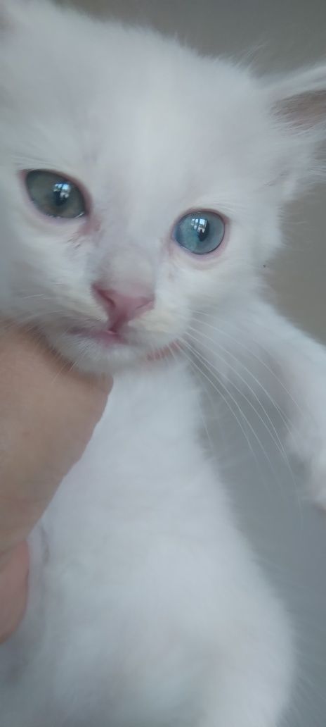 Продаётся котёнок самец