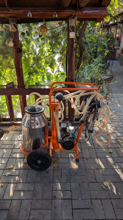 Mulgatoare vaci de vanzare, conditie excelenta