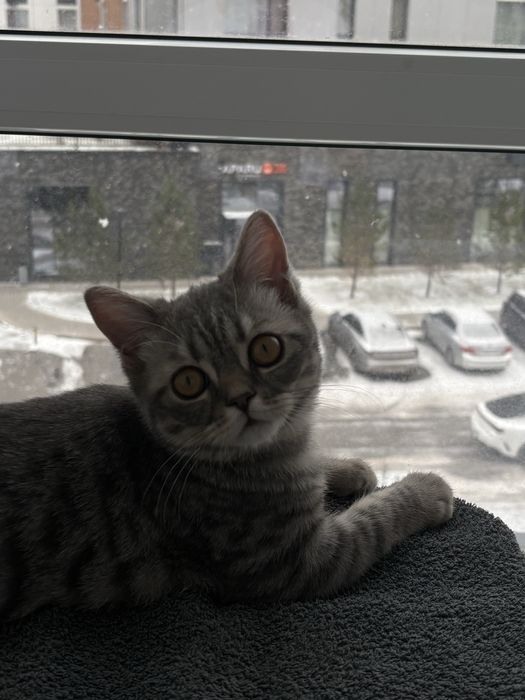 продается котенок