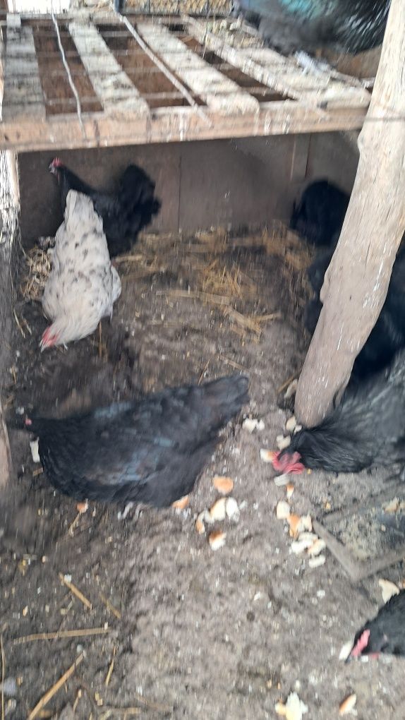 Vând găini australorp